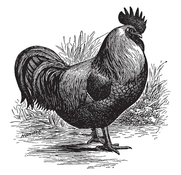 Silbergrauer Dornhahn Der Für Seine Eier Und Fleischproduktion Vintage Linienzeichnung — Stockvektor