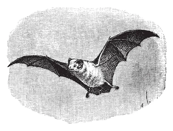 Північна Привид Bat Вид Кажанів Належать Родини Emballonuridae Sheathtailed Кажанів — стоковий вектор