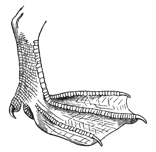 Pied Sangle Illustration Gravée Vintage Histoire Naturelle Des Animaux 1880 — Image vectorielle