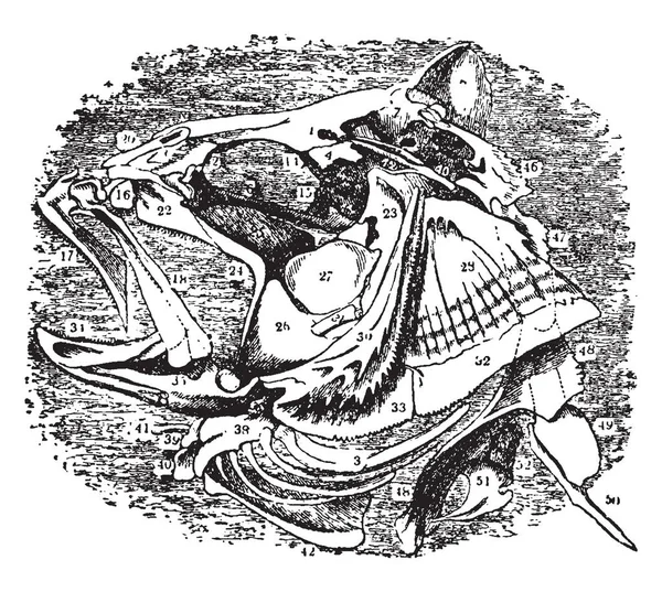 该图像代表鲈鱼头骨 复古线画或雕刻插图 — 图库矢量图片