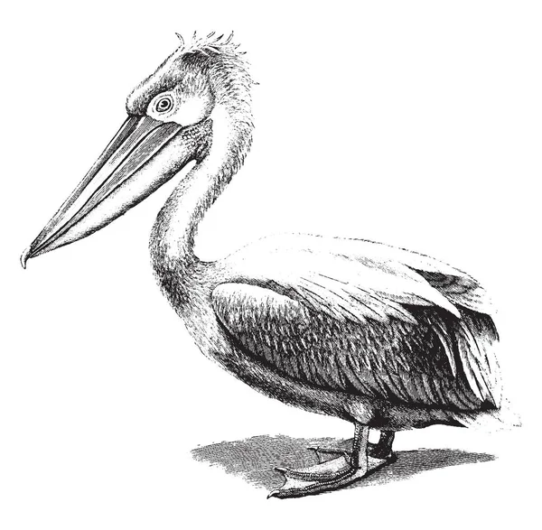 Crested Pelican Blanco Con Matiz Rosado Salmón Dibujo Línea Vintage — Archivo Imágenes Vectoriales