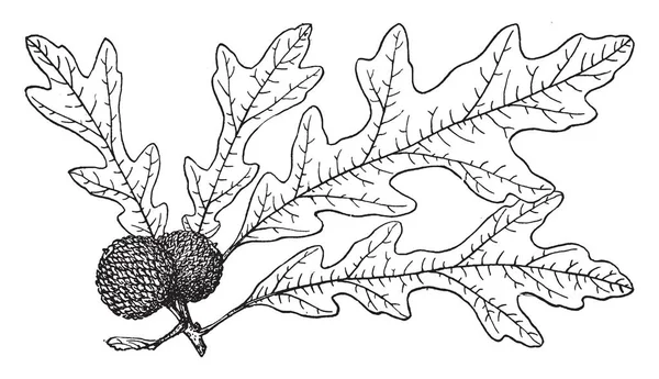 Overcup オークの木の枝の画像を示す これらの葉は 湾曲した葉です 彼はフルーツ ビンテージの線画 彫刻の図を持っています — ストックベクタ