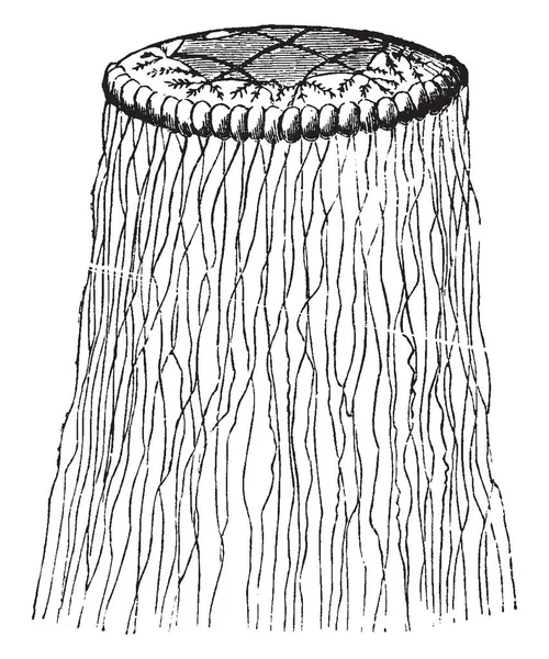 Cuvieria Carisochroma Som Utan Centrala Stjälk Vintage Linje Ritning Eller — Stock vektor