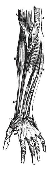 Esta Ilustración Representa Los Músculos Del Antebrazo Delantero Dibujo Línea — Vector de stock