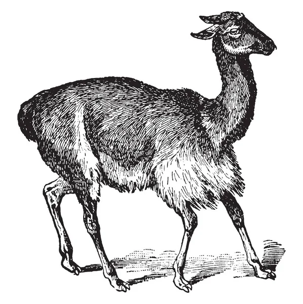 Vicuna Ist Eines Von Zwei Wilden Südamerikanischen Kameliden Die Den — Stockvektor