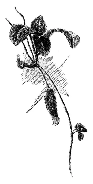 植物のイメージです ベクトル図 — ストックベクタ