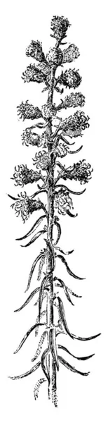 Dies Ist Ein Bild Von Liatris Spicata Montana Die Blüten — Stockvektor