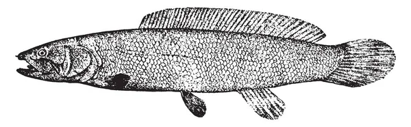 弓鳍鱼是一种原始的淡水鱼 复古线条画或雕刻插图 — 图库矢量图片
