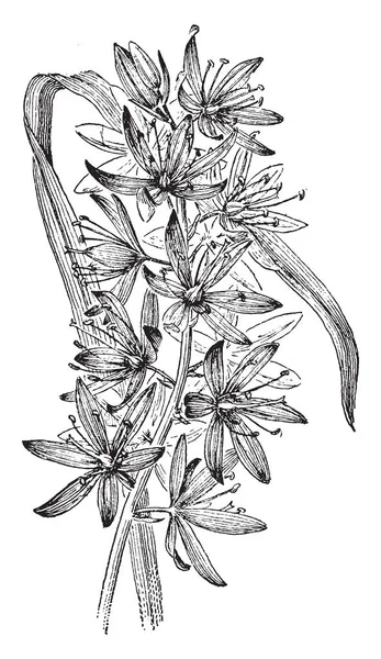 Esta Rama Floral Camassia Quamash Tiene Flores Forma Estrella Con — Archivo Imágenes Vectoriales