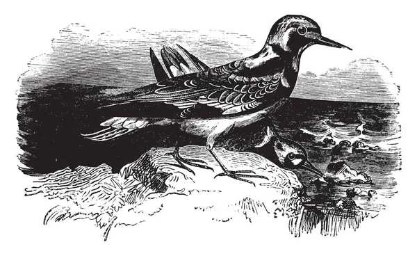 Turnstone Encuentra Largo Las Costas Dibujo Línea Vintage Ilustración Grabado — Vector de stock