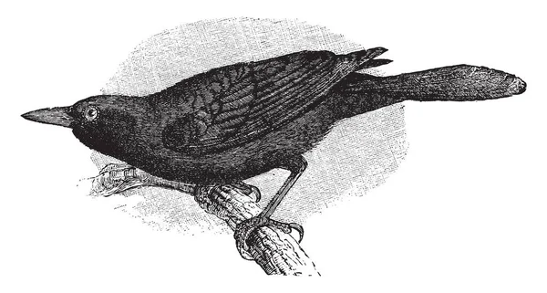 Questa Immagine Rappresenta Viola Grackle Disegno Linee Vintage Incisione Illustrazione — Vettoriale Stock