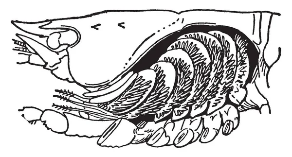 鳃是在许多水生生物发现的呼吸器官 复古线条画或雕刻插图 — 图库矢量图片