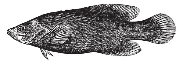 Soapfish Een Straalvinnige Vis Met Een Zeepachtige Huid Vintage Lijntekening — Stockvector