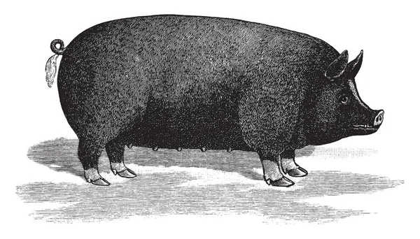 黒豚は稀少な豚英国ヴィンテージ線画から発信やイラストを彫刻 — ストックベクタ