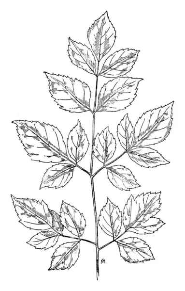 Tallo Ido Forma Las Hojas Está Dentada Unen Rama Por — Archivo Imágenes Vectoriales