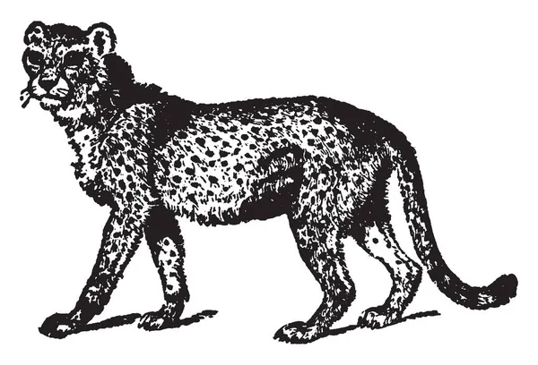 猎豹是 Felinae 的大型猫科动物 主要发生在东非和南部非洲 复古线条绘画或雕刻插图 — 图库矢量图片