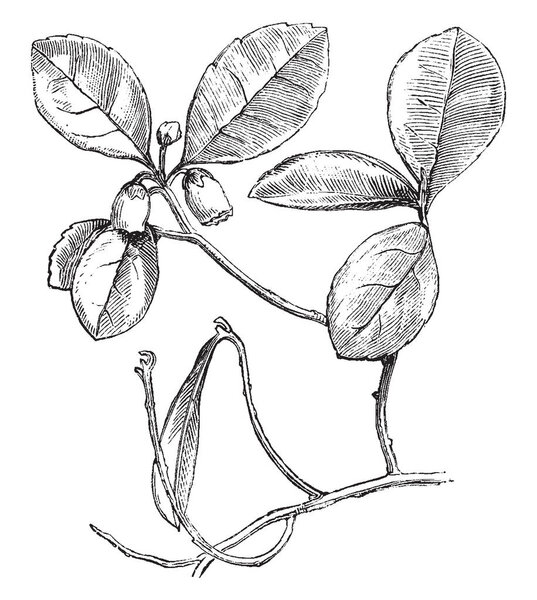 A picture is showing Flowering Branch of Gaultheria Procumbens (Creeping Wintergreen), also known as Canada tea. It flowers are solitary and bell-shaped, vintage line drawing or engraving illustration.