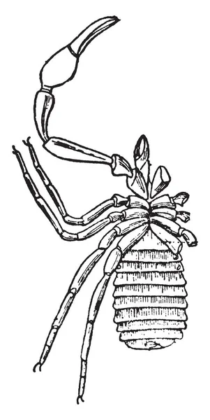 Litoralis 気管の汚名 ビンテージの線の描画を示す各やイラストを彫刻 Opishosoma 番目と 番目の体節の Sternites — ストックベクタ
