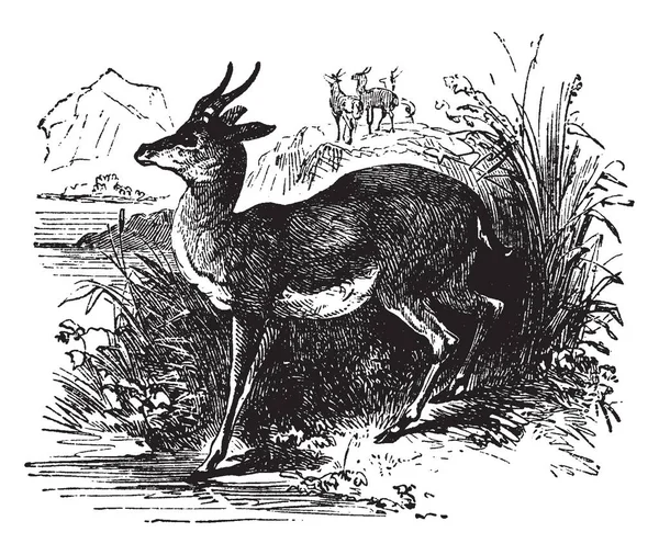 Elk One Largest Species Deer Family Vintage Line Drawing Engraving — Stock Vector