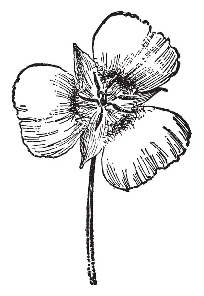 Flower Calochortus Gunnisonii Species Flowering Plant Lily Family Flowers White — Stock Vector