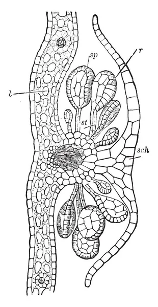 盆栽肾蕨的部分显示了这个植物的不同部分 部分显示叶肉 Indusium 显示孢子囊 显示其茎 显示环 复古线画或雕刻插图 — 图库矢量图片