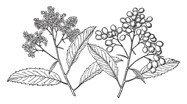 在这张图片的树枝托伊翁季列赫树也称为 Heteromeles 钻天柳树枝有叶子和树开花树枝生长 他们正在准备从那朵花的果实 复古线条画或雕刻插图 — 图库矢量图片