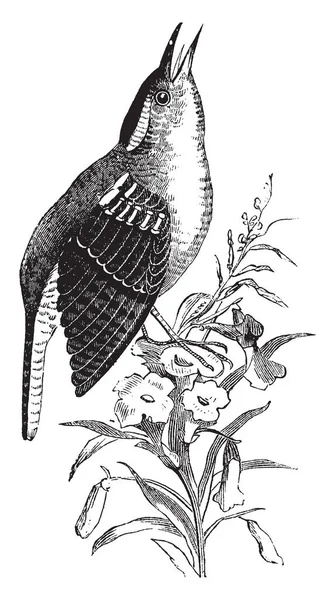 伟大的卡罗莱纳雷恩以其模仿各种其他鸟鸣的能力而闻名 复古线条绘画或雕刻插图 — 图库矢量图片
