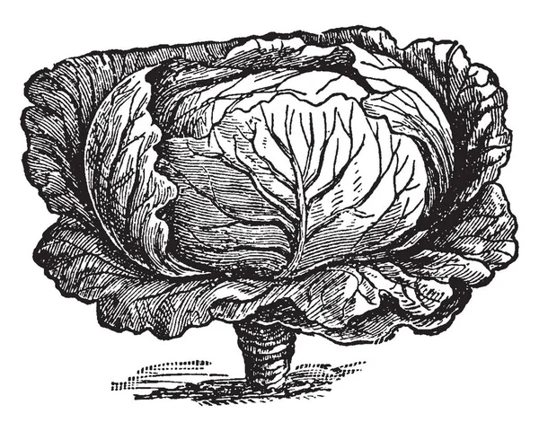 キャベツの絵 それは広く栽培されている作物の周りの世界です 葉は滑らかにしたり ビンテージ ライン描画または彫刻の図 — ストックベクタ
