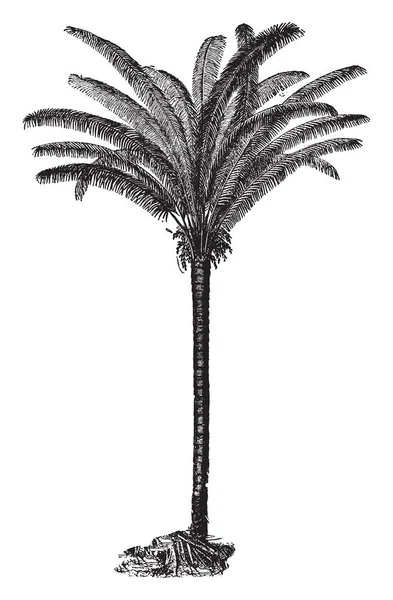 一张科奎拉棕榈的照片 主要在南美洲发现 它的纤维构成用于工业 它还生产 Coquilla 复古线画或雕刻插图 — 图库矢量图片