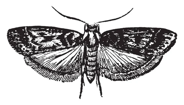 达克鲁玛 其中幼虫是一个醋栗果肉虫 复古线画或雕刻插图 — 图库矢量图片