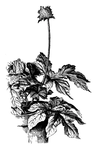 Dorstenia Contrajerva Gösteren Bir Resim Bitki Dut Bitki Ailesindeki Bir — Stok Vektör