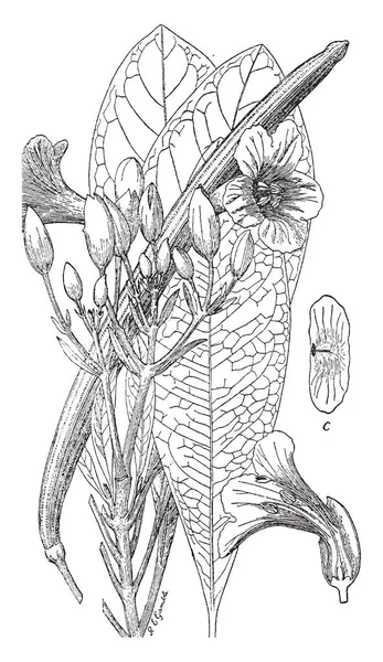 Tabebuia Leucoxyla Pianta Fiore Foglie Sono Semplici Con Squame Lepidote — Vettoriale Stock