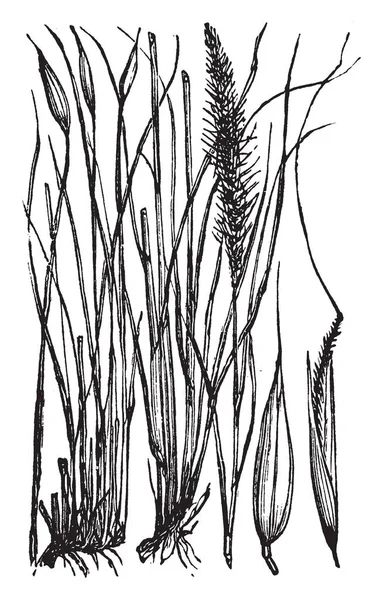西班牙草草是细长的 结实的草用于篮筐 它主要见于西班牙南部和北非 复古线条画或雕刻插图 — 图库矢量图片