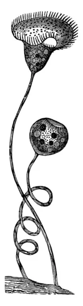 Vorticella Betydligt Större Vintage Ingraverad Illustration Vie Dans Natur 1890 — Stock vektor