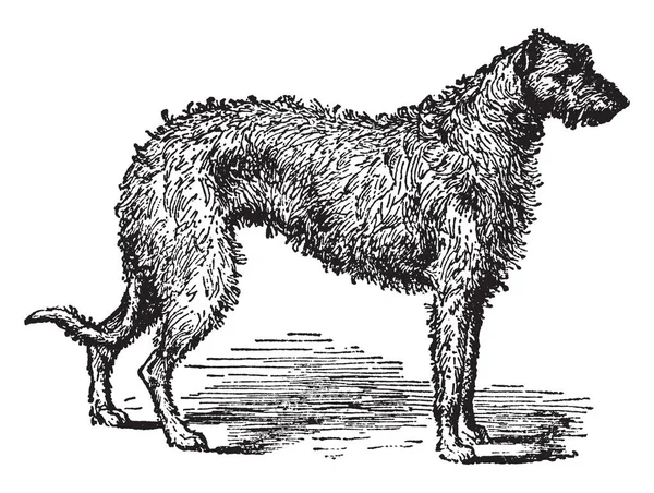 これはスタッグハウンドはスコッチ ディアハウンド 狼犬とも呼ばれます これらの犬は視力によって主に捜すし ストーカー鹿 ビンテージの線描画や彫刻イラスト用途 — ストックベクタ