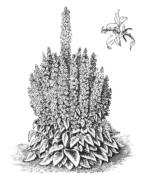 风铃新疆杨是一种开花植物 也被称为烟囱钟花 它有广阔的绿叶 复古线条画或雕刻插图 — 图库矢量图片