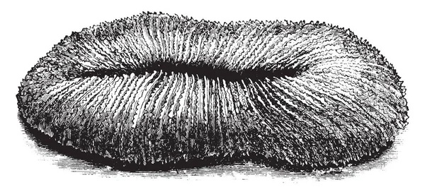 Грибной Коралл Варьируется Одиночных Кораллов Колониальных Видов Рисунок Винтажных Линий — стоковый вектор