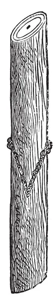 この図は くさび接木部分の位置である 反転したヴィンテージの線描画や彫刻イラスト — ストックベクタ