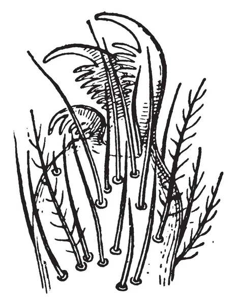Denna Illustration Representerar Foten Korsspindel Vintage Linje Ritning Eller Gravyr — Stock vektor