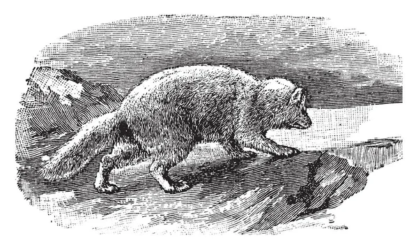 Arctic Fox Известен Белая Лиса Уроженец Арктических Регионов Северного Полушария — стоковый вектор