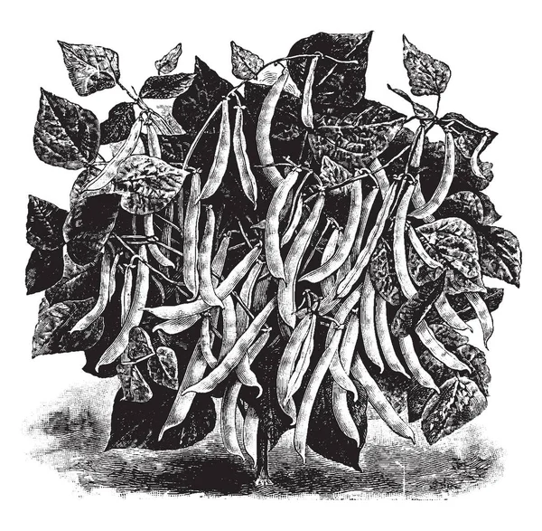 这是一个不吃的蜡豆工厂 叶子是羽状的 分为3张传单 这些树枝上有许多豆荚 复古线条画或雕刻插图 — 图库矢量图片