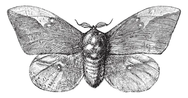 Imperial Güve Büyük Renkli Kelebekler Vintage Çizgi Çizme Veya Oyma — Stok Vektör