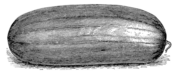 Questa Immagine Cocomero Pieno Crescere Tratta Anguria Grandezza Naturale Tipo — Vettoriale Stock