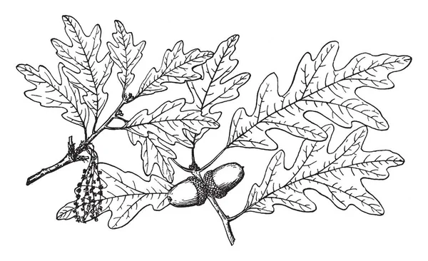 白橡树的分支有叶和尖边缘的图片 有些花和果子在那里 复古线图画或雕刻例证 — 图库矢量图片