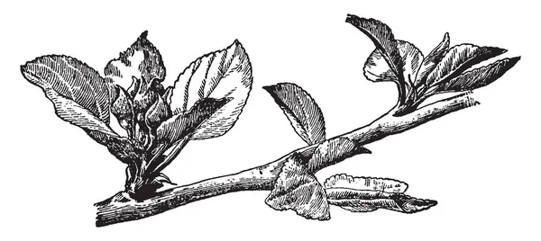 この画像では花のクラスターとりんごの木 ビンテージ ライン描画または彫刻図の葉のクラスター — ストックベクタ