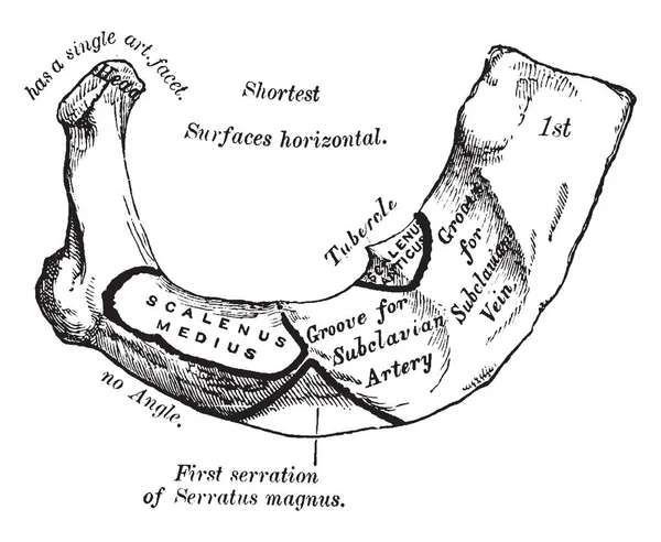 Cette Illustration Représente First Rib Dessin Ligne Vintage Illustration Gravure — Image vectorielle