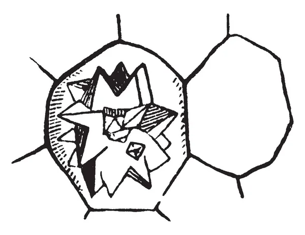 Una Imagen Que Muestra Cristal Glimear Una Celda Raíz Remolacha — Archivo Imágenes Vectoriales