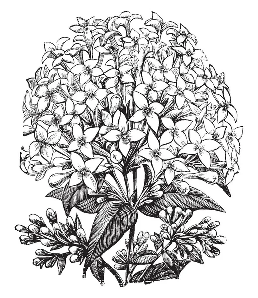 Цветы Расцветают Кустах Четыре Белых Лепестка Звезды Цветочной Головкой Тонкие — стоковый вектор