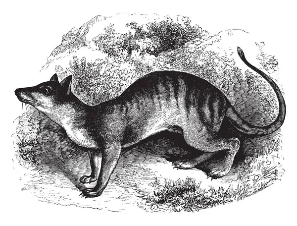 Loup Tasmanie Est Animal Carnivore Grand Puissant Australie Qui Est — Image vectorielle