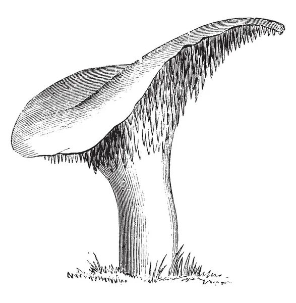 Pictuers Hydnum Repandum 버섯을 보여주는 모자는 광범위 두꺼운 라운드 빈티지 — 스톡 벡터